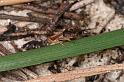 Tmarus_marmoreus_D7834_Z_89_North Stradbroke island_Australie